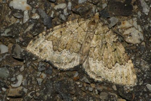 Réf. 214 759 : Colostygia olivata